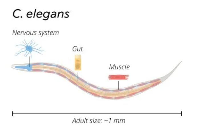 structure of C. elegans